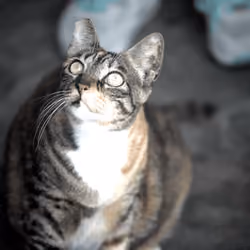 A Cat full of hope