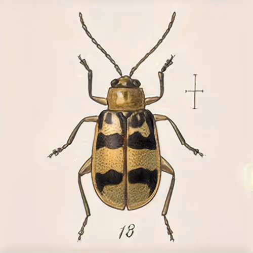 Item #58241160855422744817468407088196322100109565521561100950236904319932669362177 Media