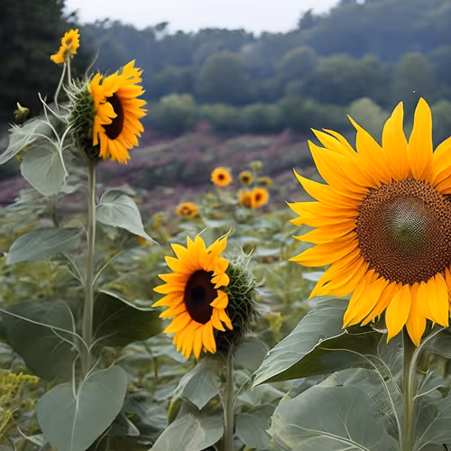 Item #82457303794993103347559462450853576735353311471158015399103639777350441238529 Media