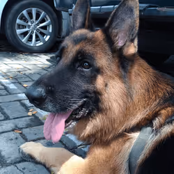 Old German Shepherd Dog