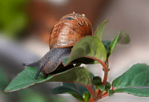 Item #60110065463678735870247965471786493071460966038928114919073523829427987808257 Media