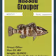 Nassau Grouper