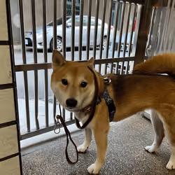 Blockchain Shiba inu #38