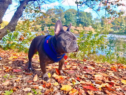 Item #99031261785432219130552668818269695456905868997165113515571762503969184677889 Media