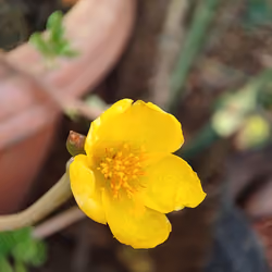 BEAUTYFULL Flower