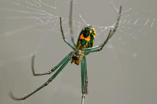 Item #47344123980109973813634142770242239438764360713225161879961011952768646119425 Media