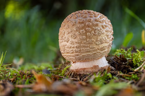 Item #64713155281190120806625528010509445569029273032710388433466982004579406708737 Media