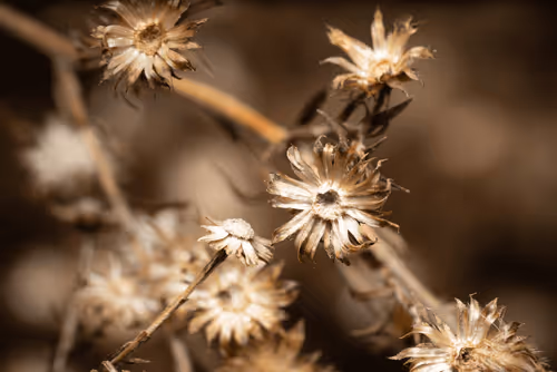 Item #93437413673241477184719516664819130297052764633557001940307578633104459300865 Media