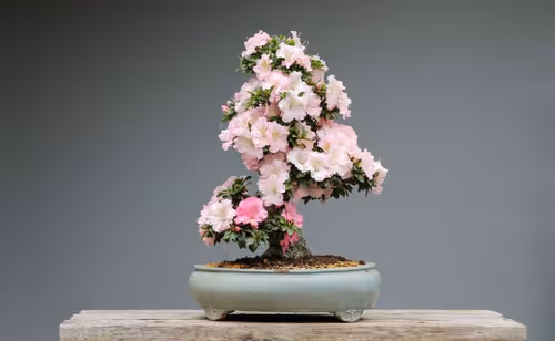 Item #104496985584808197411299000803927756186977529206466580863662692676842444292097 Media