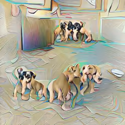 pupys