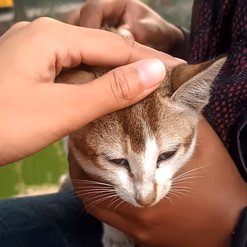 Item #67992331650723614361703023374283579868266072419832795467838943539552021643265 Media