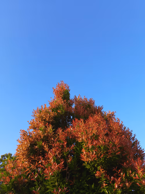 Item #78774018974347764357765192518377150739749637856503949941232678394084330569729 Media