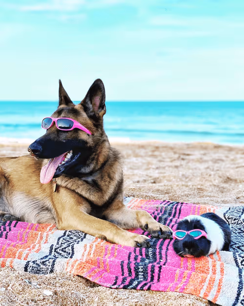 Item #81032937518726781130427896739408939347327063862450356405897967530427012874241 Media