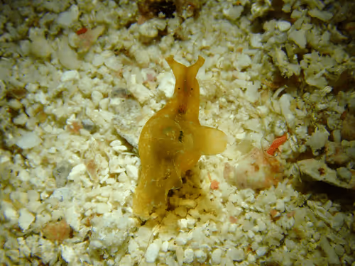 Underwater Unseen Thailand