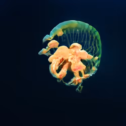 93923887731966639760197662534300547726212510779526051617655967272233192128513