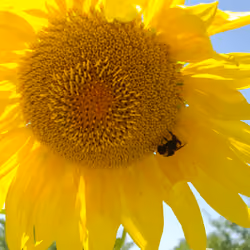 Bumblebee on the Sunflower