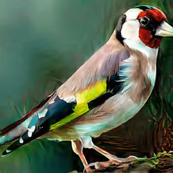 charden 4