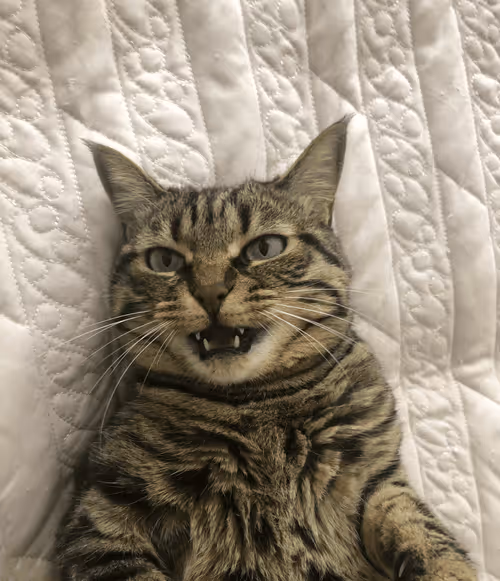 Item #87230644132242042715110404335498554471483528932516350554011268139332138958849 Media