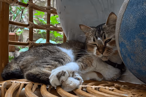 Item #98067606819010704980002055146408125819543828101100051405361958645817841549321 Media