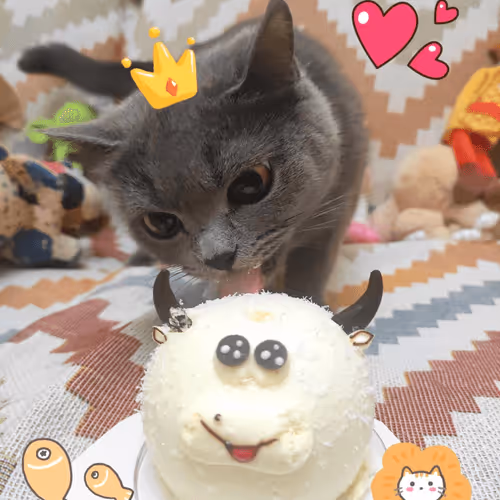 kitty