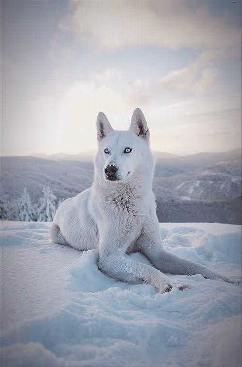 Item #112923943428269363702706465808844570616337305461167007030483363142100924235777 Media