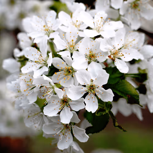 Item #51657424280783101451382370894045657902607157313510125503280836366473873063937 Media