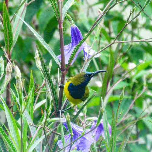 Item #94394910353456792511770389683380397167058265892134190948053464640565817638913 Media