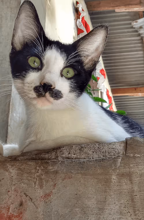 Item #89331665747570926078978904565151837822788080939742704876963867118298617348097 Media