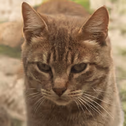 106393158711752592444527764053332067386103257112262188176365273686051848716289