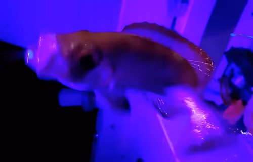 Item #86790041877501712039605339147305245302135229893835811647830192517307529428993 Media