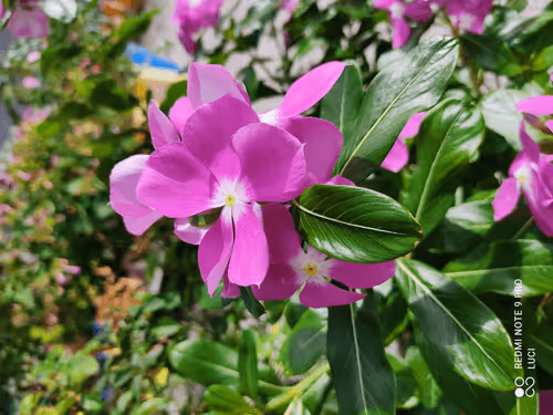 Item #3902770654397451055679675959158642588434254575108707249038517995013289279498 Media