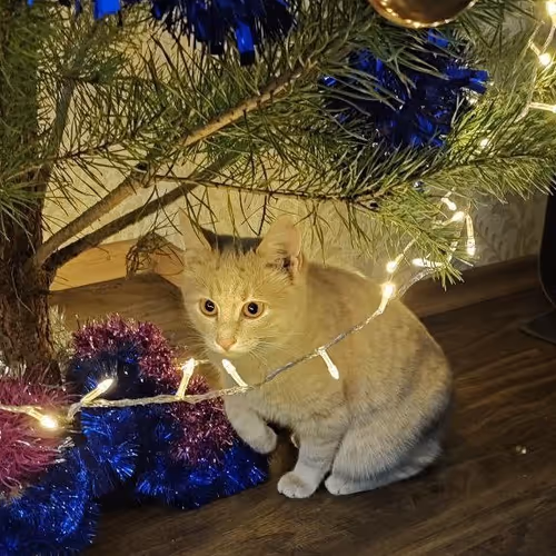 Untitled Collection #242252656