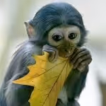 Item #45594647201663347778086533366212020564774309010196825968467676418513464983553 Media