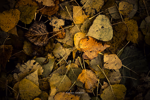 Item #113065873903366828743744079288708835697083018334279533284549130254823953793025 Media