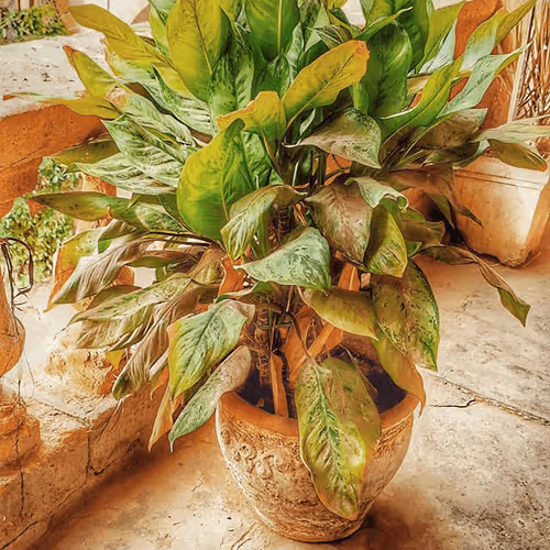 Item #38635769552370406339735606302440485679200118302111211897685168738477172326401 Media