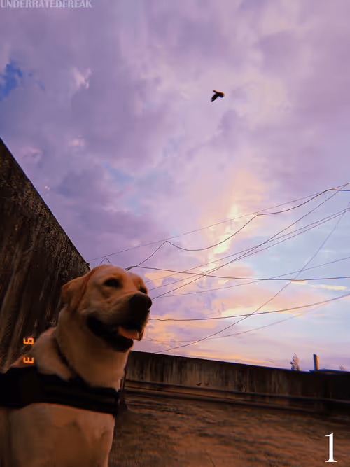 Item #58790381429128481707692496331999633558049330222607922053588901716138796253185 Media