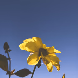 Dispo Cam Flowers #031
