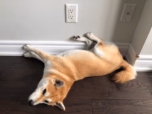 Item #95409463748878727865937681350061456471171654289522576318542266824875468390401 Media