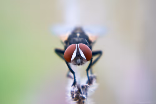 Item #71581581597643149467168648258107612895954652737946138187853336687731678380033 Media