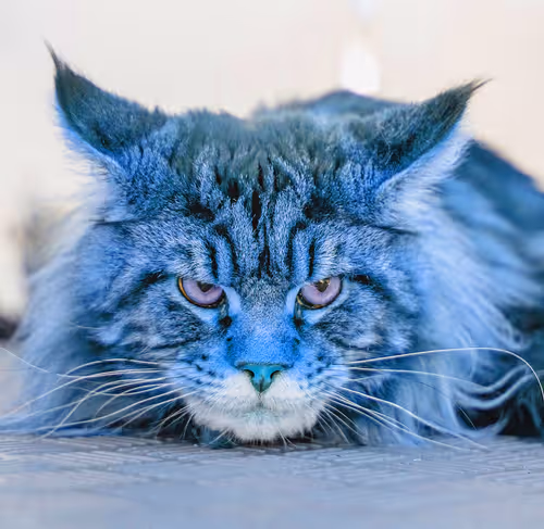 Item #2025594940595728063949820469308153765814371267570652306113433787220023574529 Media