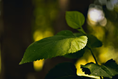 Untitled Collection #441902609