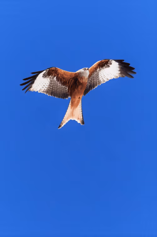 Item #61601413983432262200822046408210296549184035160504594584973518316080338042930 Media