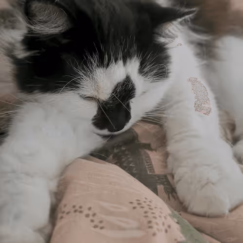 Item #13161020314009032005485822086301964352885579695205061807387255080522629513217 Media