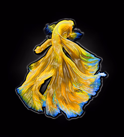 Item #73423654428024661336379470947819889295714855264791127270755008407195818655784 Media