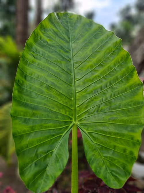 Item #55279426162495497539787992599168610447865546199659352409200623232886903930881 Media