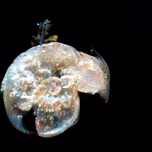 Item #4750064852715738149564930854294668621974194112560083604087540675368940732417 Media