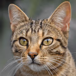 106393158711752592444527764053332067386103257112262188176365270284162872377345