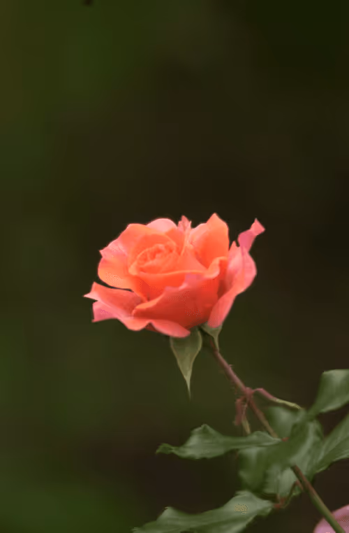 Item #56943947837122673731930897750220814689639948529564795848618456978147025879041 Media