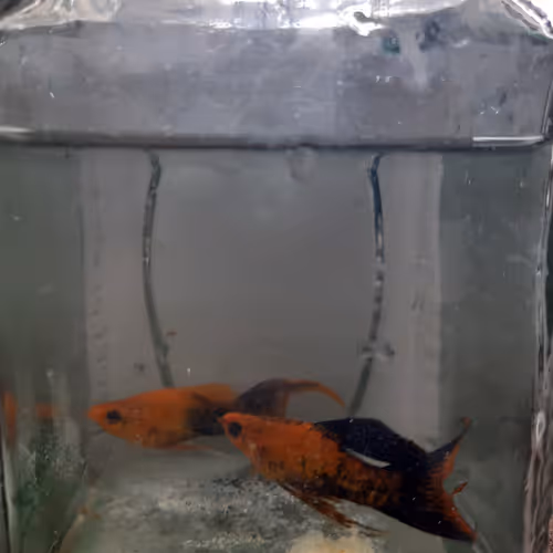 Item #90101804802764865657828771730034608216277655542209361729494176614763598970881 Media