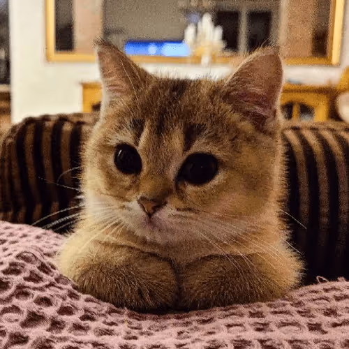 Item #85779533797330856680551245112287399753979626451492036541087858567395774824449 Media